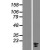 Western Blot: COX7A2L Lysate [NBL1-09419] - Western Blot experiments.  Left-Control; Right -Over-expression Lysate for COX7A2L.